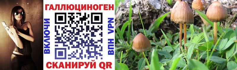 закладка  Покачи  Псилоцибиновые грибы GOLDEN TEACHER 